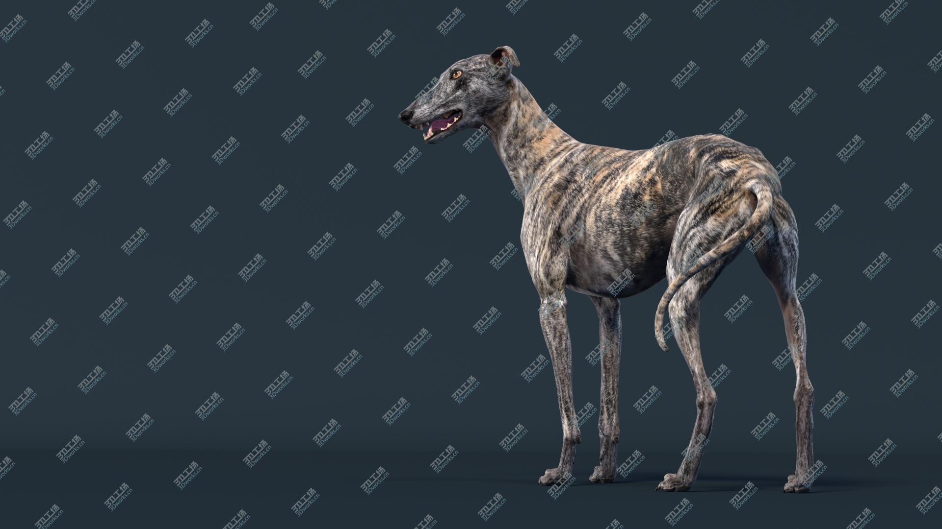 images/goods_img/202105074/3D Greyhound (2) (Rigged) model/5.jpg